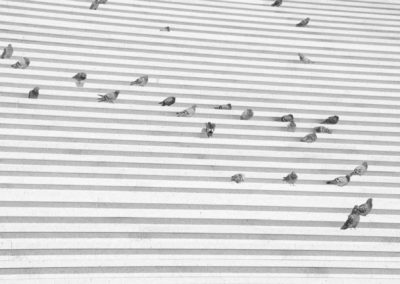 Photo noir et blanc représentant des pigeons sur des escaliers. Artiste, Martes Martes. Lieu, Paris.